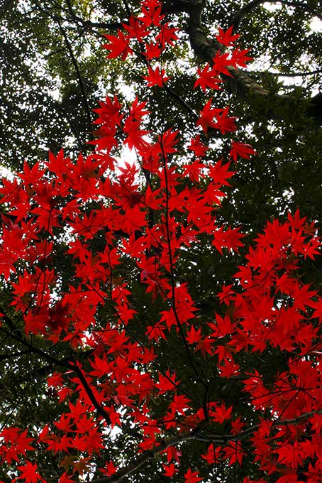濃緑に赤く鮮やかな葉（もみじ 背景フリー画像）