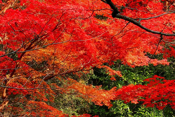 赤く染まる紅葉の写真、色絵錦のような紅葉の背景、秋空と綺麗な紅葉の画像など、高画質＆高解像度の画像・写真素材を無料でダウンロード