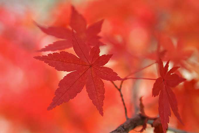 紅葉の葉（紅葉 葉っぱの背景フリー画像）