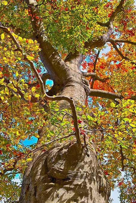 紅葉 木 を無料ダウンロード フリー素材 Beiz Images