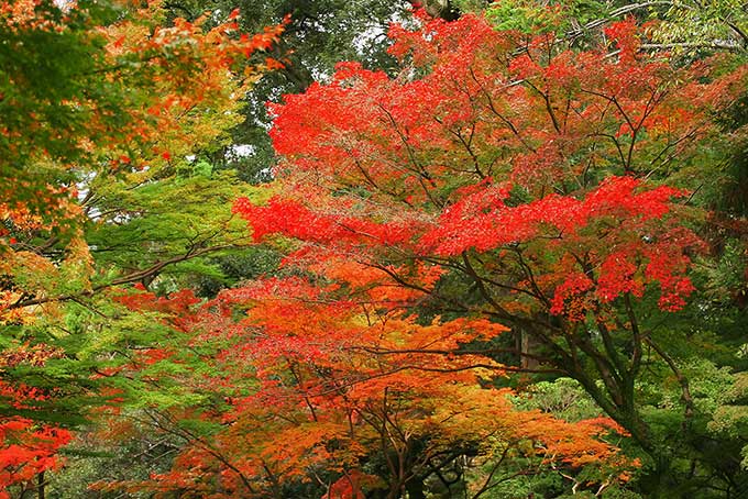 「紅葉 素材」赤く染まる紅葉の写真、色絵錦のような紅葉の背景、秋空と綺麗な紅葉の画像など、高画質＆高解像度の画像・写真素材を無料でダウンロード