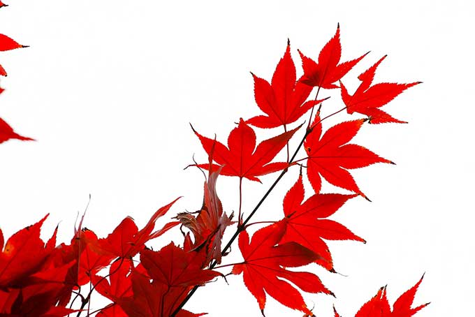 秋色に染まるモミジの葉（紅葉 葉っぱの背景フリー画像）