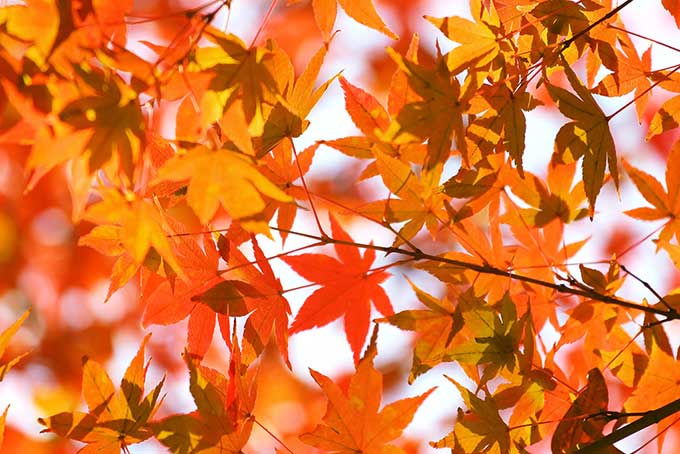 秋色に染まるモミジの葉（紅葉 葉っぱの背景フリー画像）