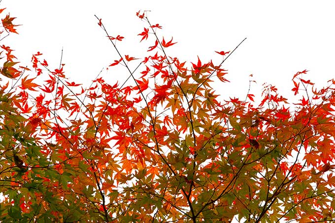 秋色に染まるモミジの葉（紅葉 枝の背景フリー画像）