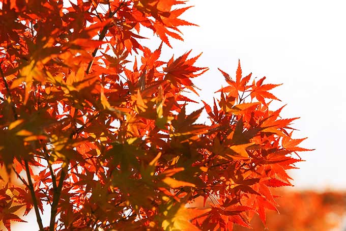 秋色に染まるモミジの葉（紅葉 壁紙の背景フリー画像）