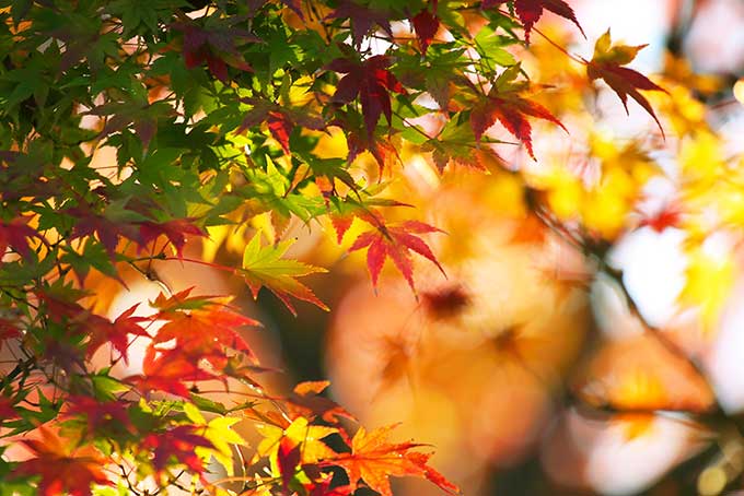 秋色に染まるモミジの葉（紅葉 秋の背景フリー画像）
