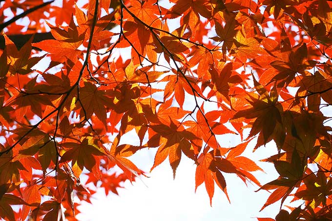 錦秋の紅葉