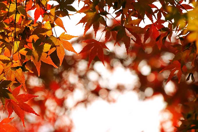 秋色に染まるモミジの葉（紅葉 壁紙の背景フリー画像）