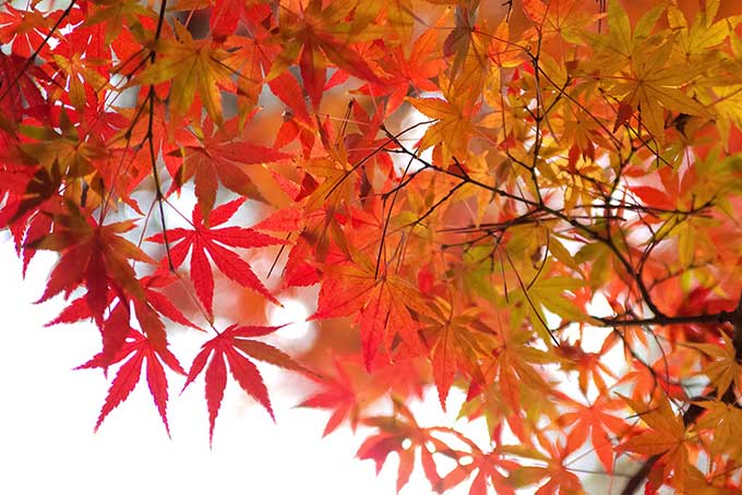 秋色に染まるモミジの葉（紅葉 壁紙の背景フリー画像）