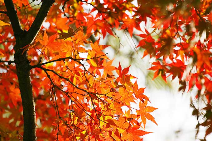 秋色に染まるモミジの葉（紅葉 壁紙の背景フリー画像）