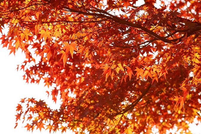 秋色に染まるモミジの葉（紅葉 壁紙の背景フリー画像）