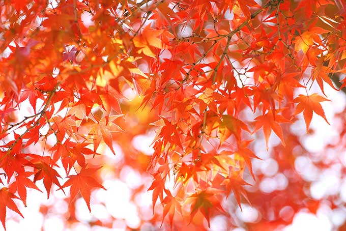 秋色に染まるモミジの葉（紅葉 背景のフリー画像）