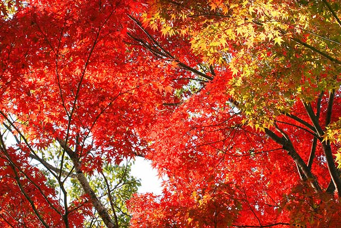 紅葉する木（紅葉 赤の背景フリー画像）