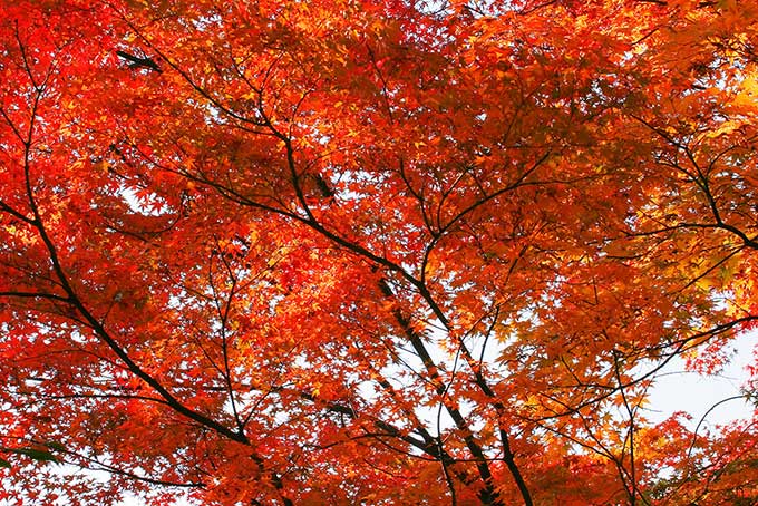 紅葉する木（紅葉 壁紙の背景フリー画像）