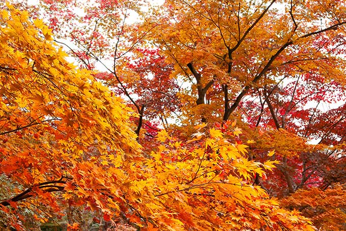 紅葉する木（紅葉 壁紙の背景フリー画像）