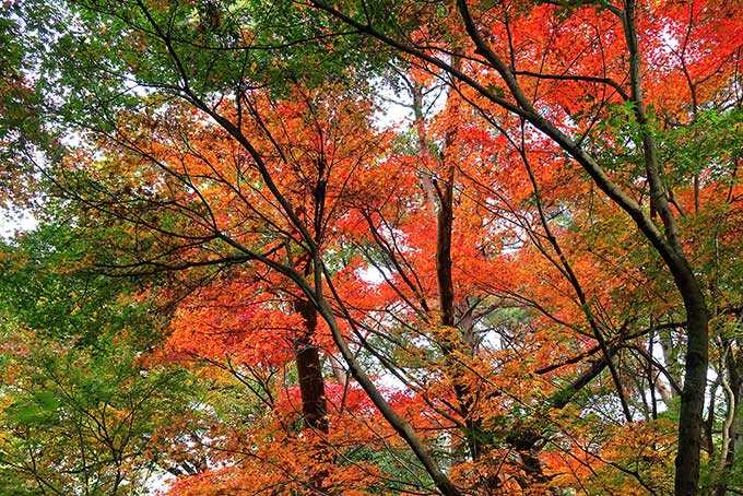 紅葉する木（紅葉 写真の背景フリー画像）