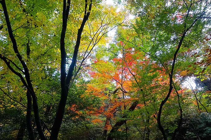 紅葉する木（紅葉 写真の背景フリー画像）