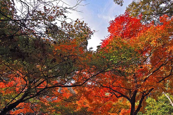 紅葉する木（紅葉 空の背景フリー画像）