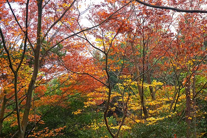 紅葉する木（紅葉 景色の背景フリー画像）
