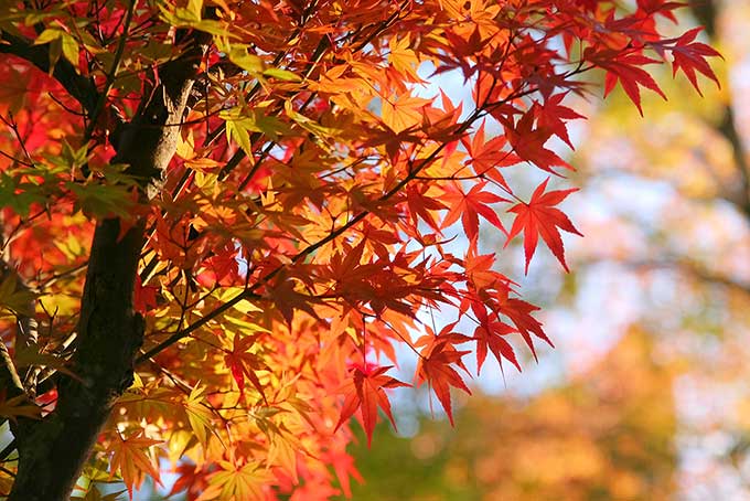 紅葉する秋の木