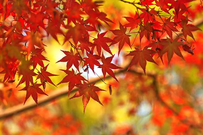 紅葉する秋の木