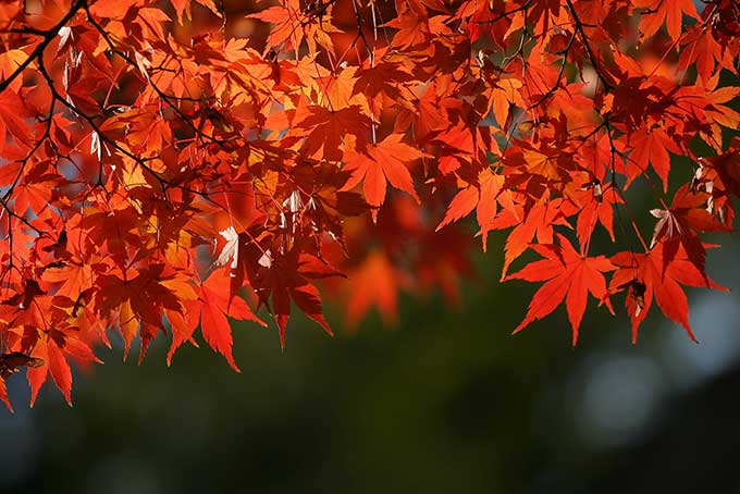 紅葉する秋の木（紅葉 赤の背景フリー画像）
