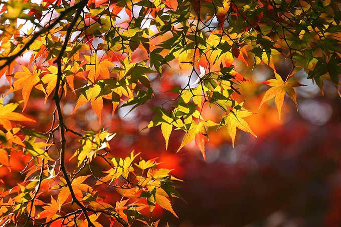 紅葉する秋の木