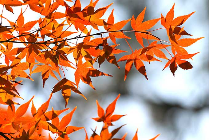 紅葉する秋の木（紅葉 壁紙の背景フリー画像）