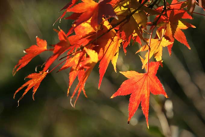 紅葉する秋の木