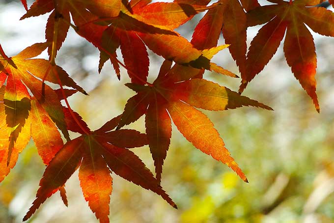 紅葉する秋の木（紅葉 壁紙の背景フリー画像）