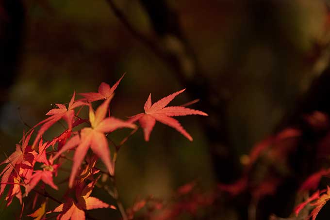 紅葉する秋の木