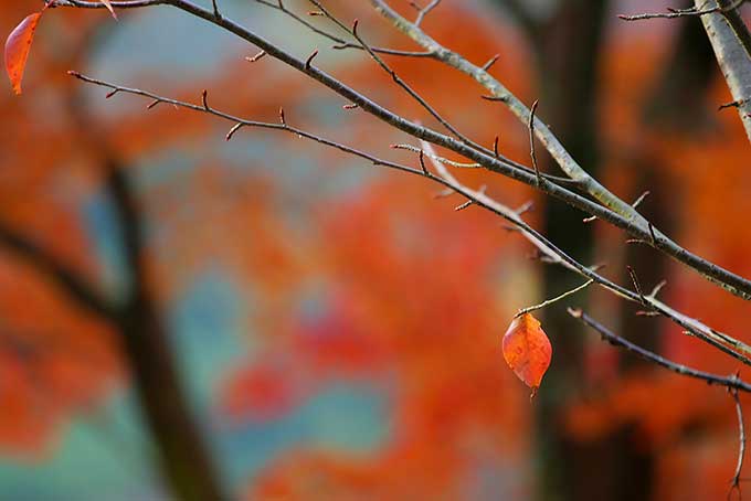 紅葉する秋の木