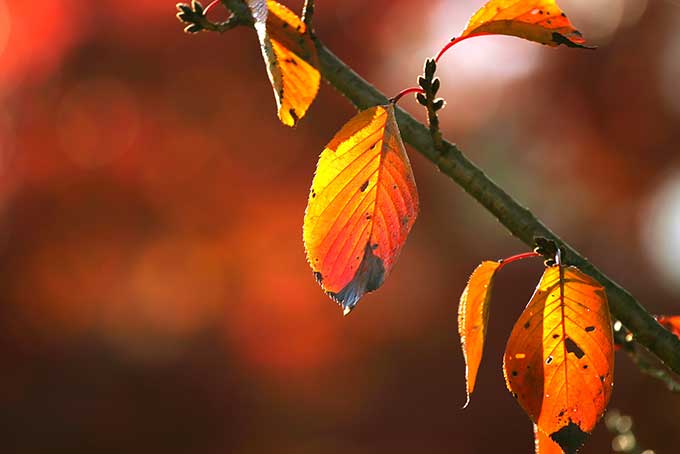 紅葉する秋の木