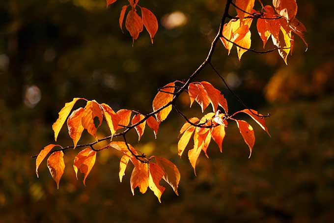 紅葉する秋の木（紅葉 壁紙の背景フリー画像）