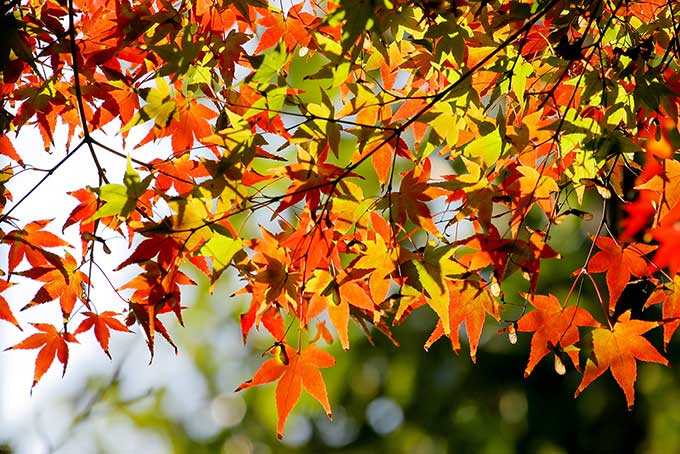 紅葉・黄葉・青葉