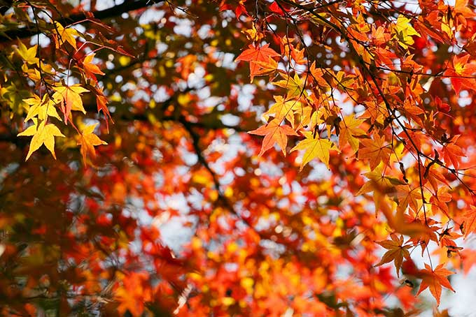 紅葉・黄葉・青葉（紅葉 黄葉 青葉の背景フリー画像）