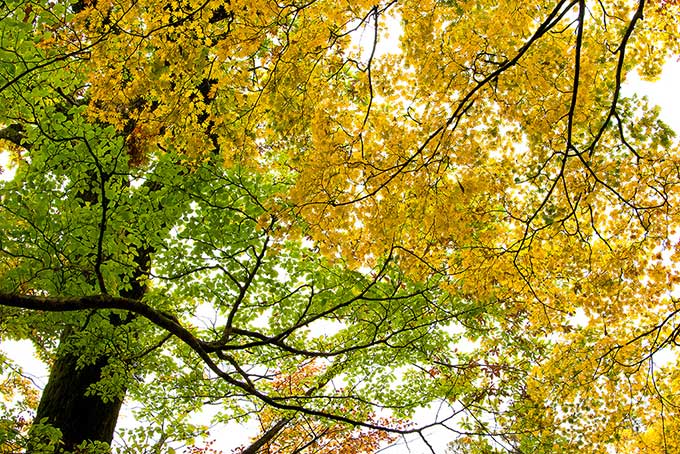 初秋のモミジ（紅葉 黄葉 青葉の背景フリー画像）