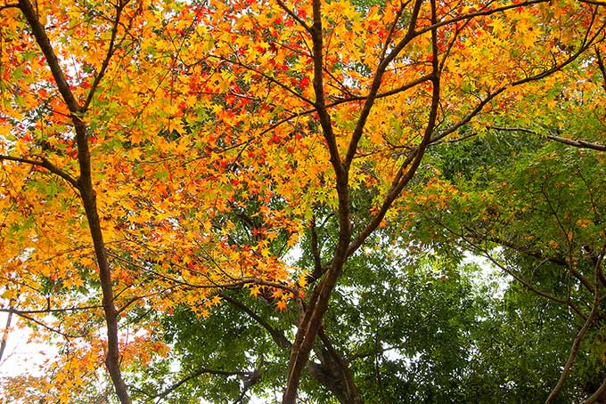 初秋のモミジ（紅葉 黄葉 青葉の背景フリー画像）