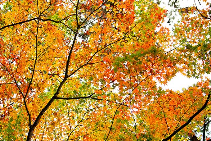 初秋のモミジ（紅葉 背景のフリー画像）