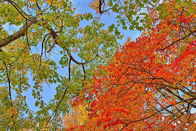 初秋のモミジ（紅葉 背景のフリー画像）