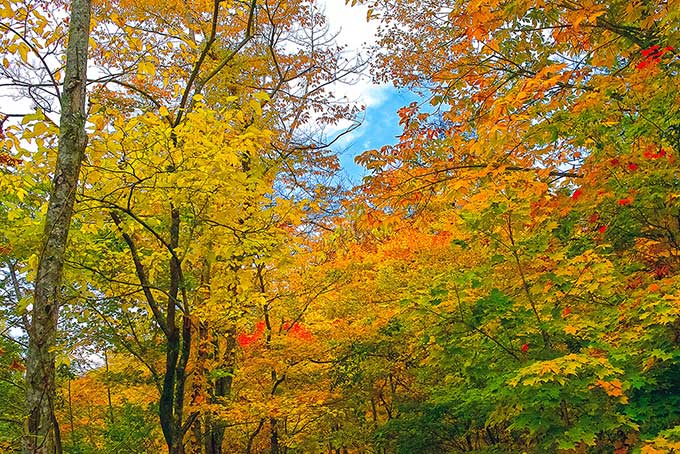 初秋のモミジ（紅葉 黄葉 青葉の背景フリー画像）