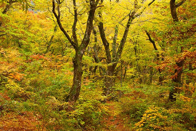 紅葉する森と山（紅葉 景色の背景フリー画像）