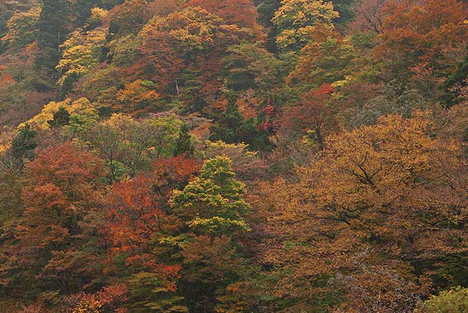 紅葉する森と山（紅葉 景色の背景フリー画像）