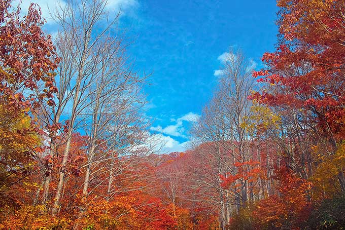 紅葉する森と山（紅葉 空の背景フリー画像）