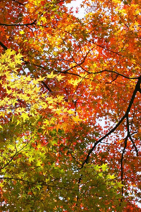 紅葉する木と林（紅葉 葉の背景フリー画像）
