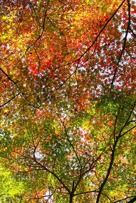 紅葉する木と林（紅葉 葉の背景フリー画像）