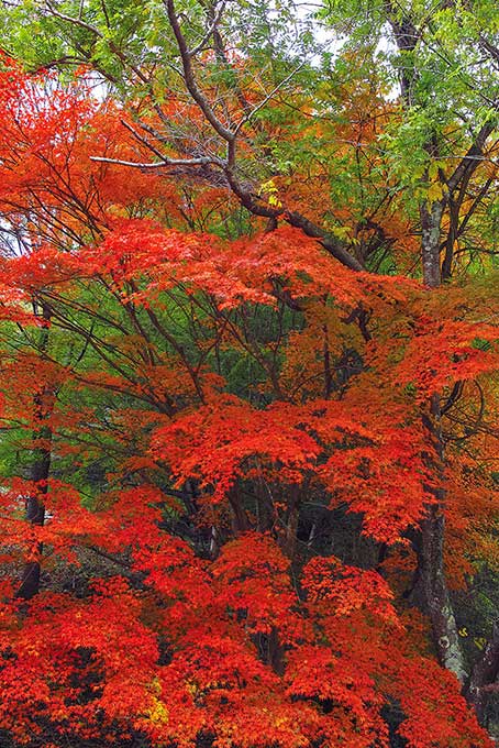 紅葉する木と林（紅葉 秋の背景フリー画像）