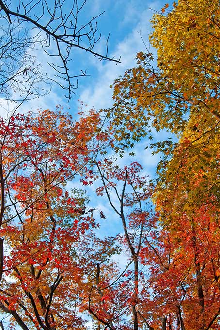 紅葉する木と林（紅葉 秋の背景フリー画像）