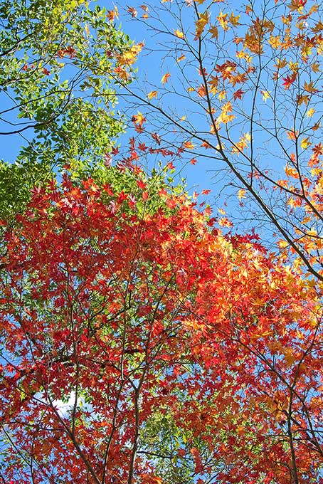 紅葉する木と林（紅葉 木の背景フリー画像）