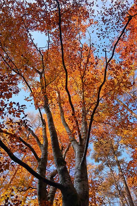 紅葉する木と林（紅葉 木の背景フリー画像）